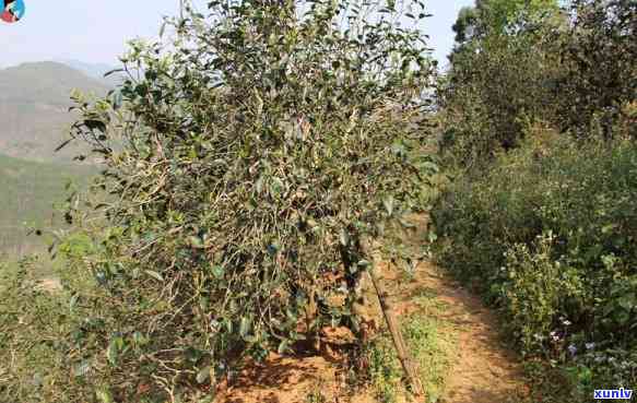 云南临沧昔归古树茶：非藤条茶，独特口感与特性