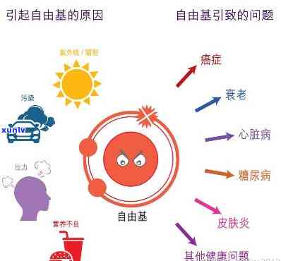 红茶能清除自由基？科学解析其起因与机制