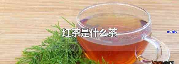 红茶指的是什么人，红茶是什么意思？