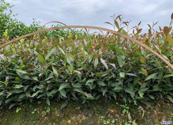 来例假能喝紫鹃茶吗女性，月经期间可以饮用紫鹃茶吗？女性需要注意什么？