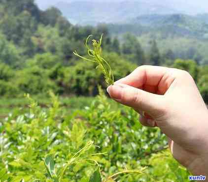 女人长期喝藤茶好吗？功效与作用解析及每日饮用建议