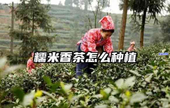 糯米香茶孕妇能喝吗-糯米香茶孕妇能喝吗早期