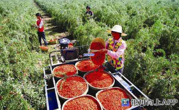 宁夏红玛瑙：产业发展的驱动力与枸杞产业的关系