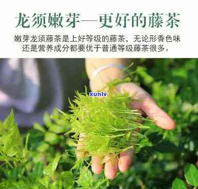 大滇号普洱茶价目表