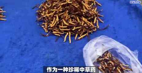 虫草与茶：能否同时冲泡？存在冲突吗？