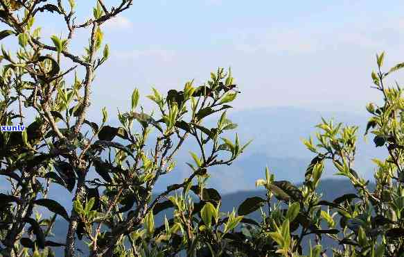 昔归茶树长在石头上-昔归茶树种