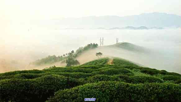 高山云雾出好茶的气候条件，揭秘好茶的秘密：高山云雾中的气候条件