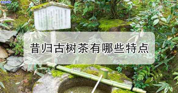 班章之星1000g历年价格走势：2023年、1984年、2007年及2020年的对比分析