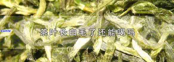 出生15天的婴儿能喝毛毛茶吗？视频解答