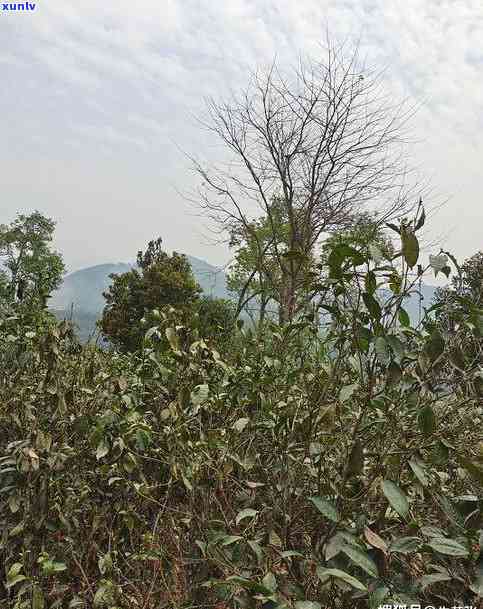 茶叶的档次价格分类有哪些，探析茶叶的档次与价格分类：从入门到高端的全面解析