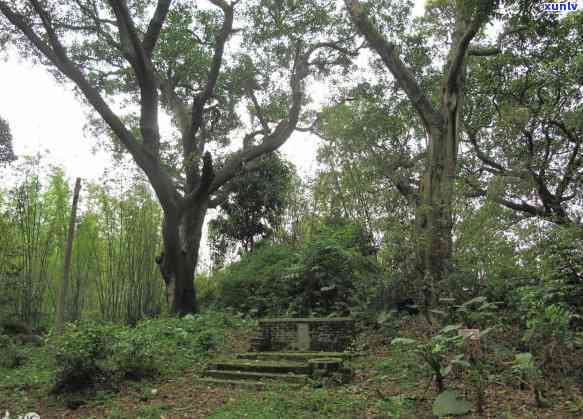 云南昔归普洱茶在哪里，《揭秘云南昔归普洱茶的产地》