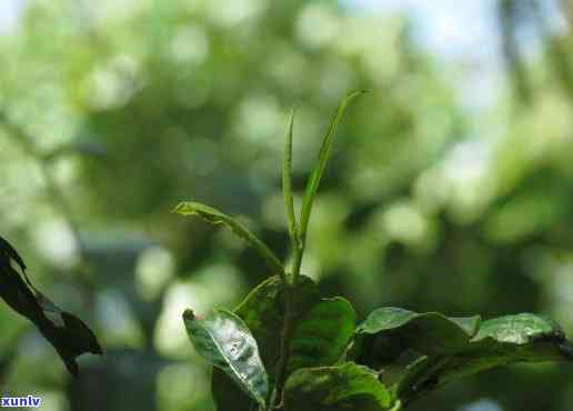 曼松古树茶图片大全高清，探索古老韵味：曼松古树茶高清图片大全