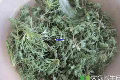 喝茵陈水能降血压吗？女性适用吗？起因解析