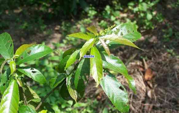 高血压患者能否饮用苦条茶？影响因素解析