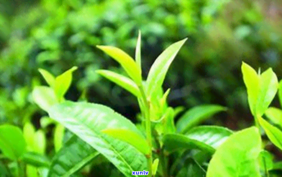 喝大叶茶能治便秘吗小孩，探讨喝大叶茶是否能有效治疗儿便秘问题