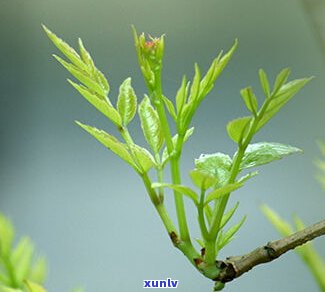 肝硬化可以喝藤茶吗，肝硬化患者能否饮用藤茶？探讨其影响与适宜人群