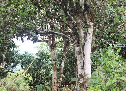 曼松古树茶是大叶种还是小叶种，揭秘曼松古树茶：它是大叶种还是小叶种？