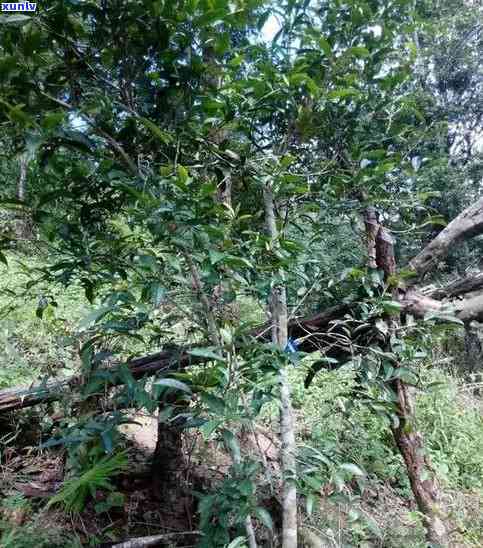 曼松古树茶移植 *** -曼松古树茶移植 *** 视频