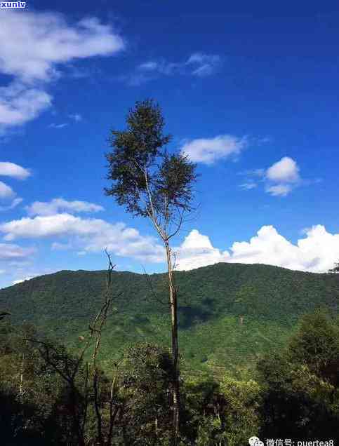 曼松老寨王子山散茶-曼松王子山古树茶产区和价格