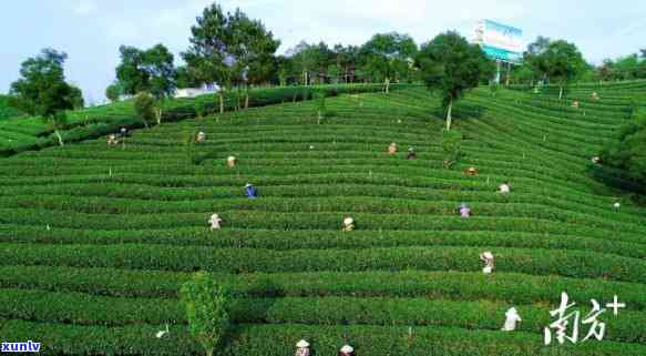 清远市红茶优势产区产业园，清远：茶园变“金山” 产业园助茶农增收