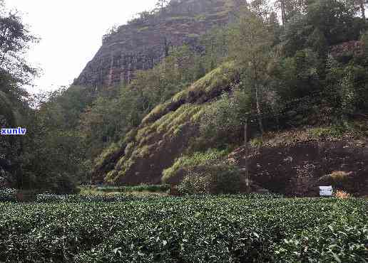 武夷山红茶发源地，探寻武夷山红茶的起源与魅力