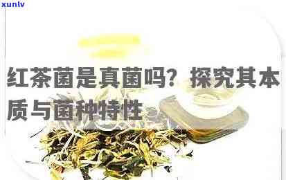 冰岛熟茶是什么茶？详解其种类、特点、功效与常见品种及口感