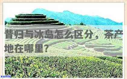 昔归和冰岛茶产地在哪里，揭秘昔归与冰岛茶的产地之谜