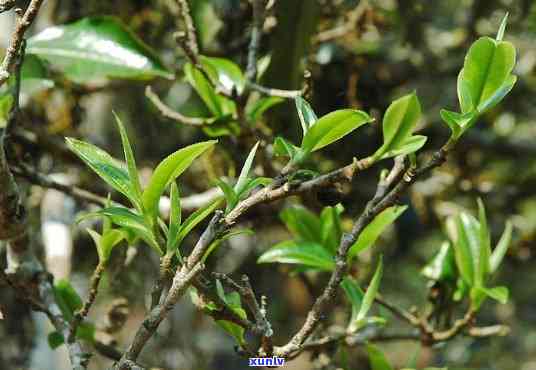 曼松贡茶树的特点，探秘曼松贡茶树的独特特点