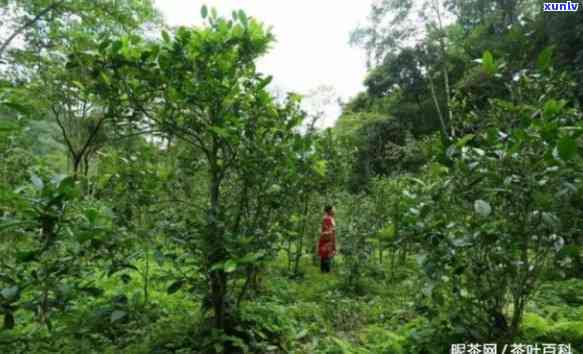 茶叶分布在那个地形区域，揭秘茶叶的分布区域：地理环境对其生长的影响