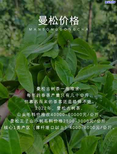 如何喝曼松贡茶减肥效果好，曼松贡茶瘦身秘：正确饮用方式与减肥效果提升技巧