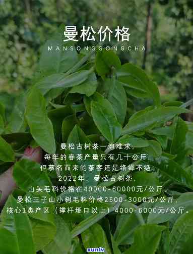 曼松大树茶口感如何？评价好坏及是否好喝