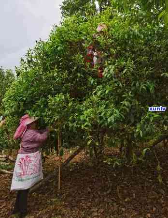 曼松古树茶厂：揭秘曼松古树茶价格与茶园