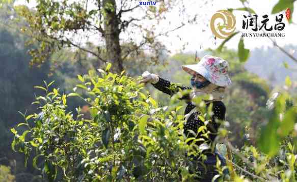 曼松古树茶口感特点介绍，探秘古老韵味：曼松古树茶的独特口感特点