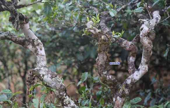 曼松古树茶口感特点介绍，探秘古老韵味：曼松古树茶的独特口感特点