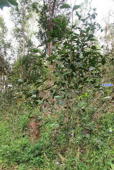 曼松小树茶何时种植-曼松小树茶何时种植