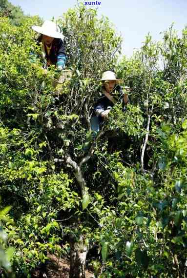 曼松小树茶何时种植-曼松小树茶何时种植