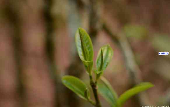 曼松小树茶何时种植-曼松小树茶何时种植