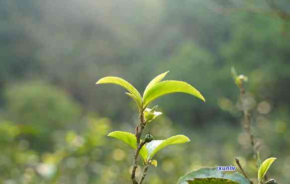 2020年曼松古树茶价格：每公斤多少钱？古茶树数量是多少？