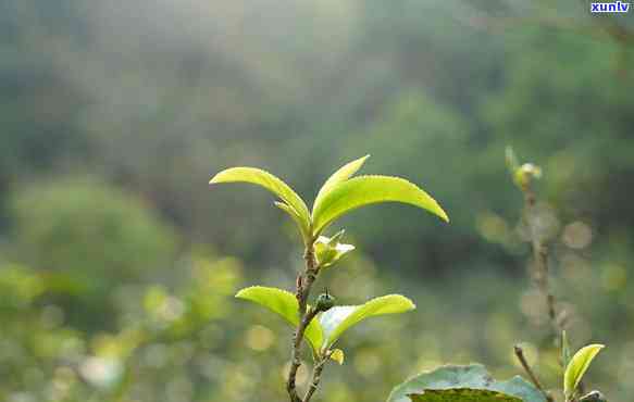 曼松茶树图片，探索高品质茶叶的奥秘：揭秘曼松茶树的独特魅力！