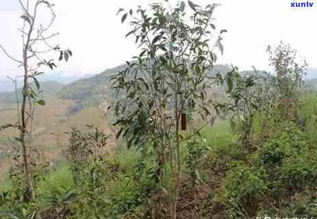 曼松茶寨子大门图片-曼松茶山