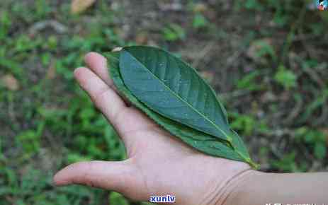 曼松茶寨子大门图片-曼松茶山