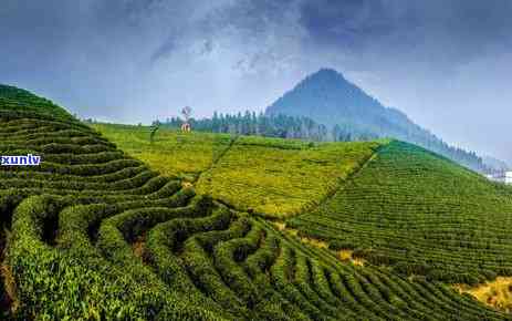 曼松茶寨子大门图片-曼松茶山