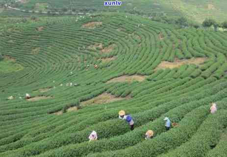 曼松茶寨子大门图片-曼松茶山