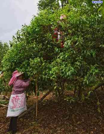 曼松茶区有几个山头村，揭秘：曼松茶区究竟有几个山头村？