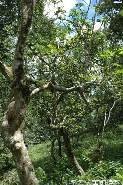 曼松茶区有几个山头村，揭秘：曼松茶区究竟有几个山头村？