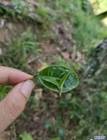 曼松茶区有哪些山头村，揭秘曼松茶区：那些你不可错过的山头村