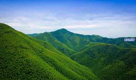 冰岛古树茶是绿茶吗还是黄茶，冰岛古树茶：绿茶？黄茶？探讨其分类归属