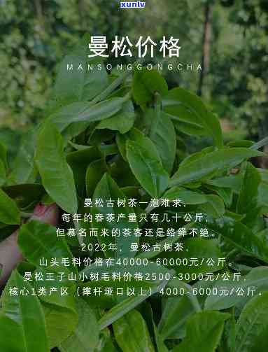 曼林茶与曼松茶区别-曼林茶与曼松茶区别在哪