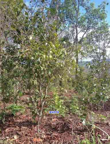 曼松古树茶在哪个山头，探寻古老韵味：揭秘曼松古树茶的产地——神秘山头