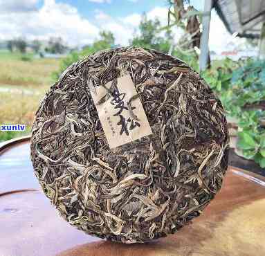 曼松古树茶有高杆吗-曼松古树茶有高杆吗图片